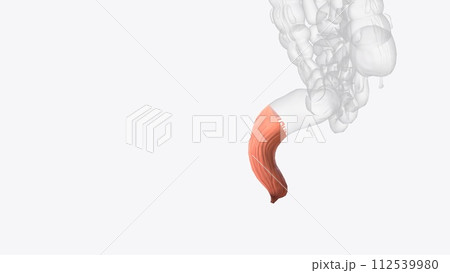 Rectum, terminal segment of the digestive system in which feces accumulate just prior to discharge 112539980