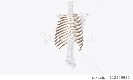 The rib cage consists of 24 ribs , which are attached to a long, flat bone in the centre of the chest called the sternum 112539986