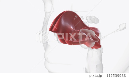 The nasal mucosa lines the nasal cavity. It is part of the respiratory mucosa, the mucous membrane lining the respiratory tract The nasal mucosa lines the nasal cavity. It is part of the respiratory mucosa, the mucous membrane lining the respiratory tract 112539988