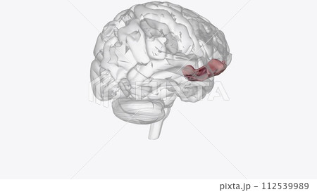 The right inferior frontal gyrus (rIFG) is considered a key node for the inhibition of premature or no longer appropriate motor responses The right inferior frontal gyrus (rIFG) is considered a key node for the inhibition of premature or no longer appropriate motor responses 112539989