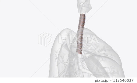 The trachea is a tube-like structure in the neck and upper chest. It stretches from the larynx, or voice box, to the bronchi and transports 112540037