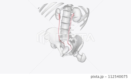 he ureters are two thick tubes which act to transport urine from the kidney to the bladder he ureters are two thick tubes which act to transport urine from the kidney to the bladder 112540075