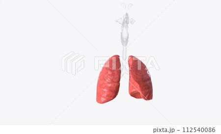 lungs are part of your respiratory system 112540086