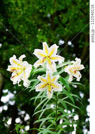 初夏、やまゆりの花が林の中で数輪咲いている 初夏、やまゆりの花が林の中で数輪咲いている 112540118
