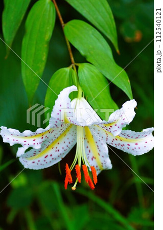 7月の花、やまゆりが一輪咲いている 112540121