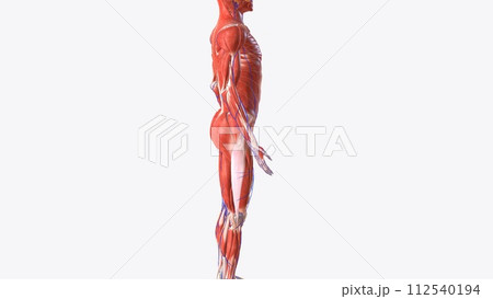 The muscular system is composed of specialized cells called muscle fibers The muscular system is composed of specialized cells called muscle fibers 112540194