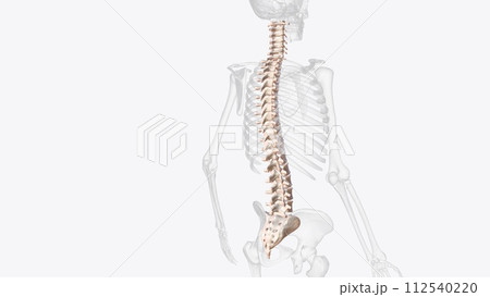 The vertebral column is a series of approximately 33 bones called vertebrae, which are separated by intervertebral discs The vertebral column is a series of approximately 33 bones called vertebrae, which are separated by intervertebral discs 112540220