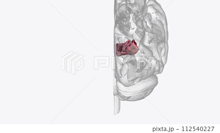 The orbital gyri are located on the inferior surface of the frontal lobe The orbital gyri are located on the inferior surface of the frontal lobe 112540227