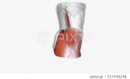 Muscles of right Iower limb Muscles of right Iower limb 112540246