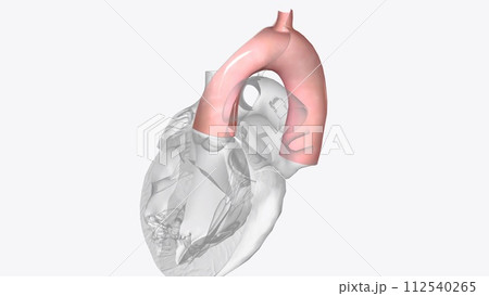 The aortic valve is one of four heart valves and is the final one encountered by oxygenated blood as it leaves the heart 112540265