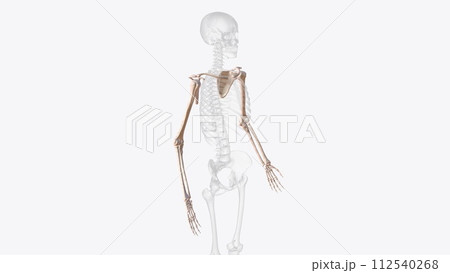 Bones of upper limb 112540268