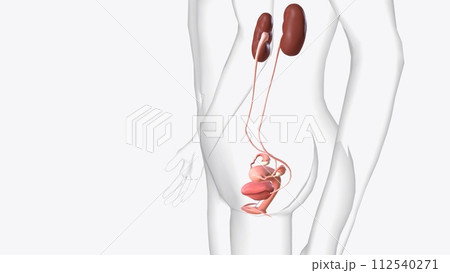 The urinary system consists of the kidneys, ureters, urinary bladder, and urethra. 112540271