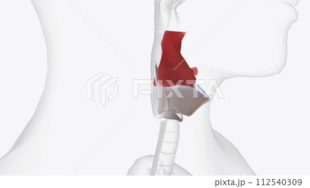 larynx is located within the anterior aspect of the neck, anterior to the inferior portion of the pharynx and superior to the trachea 112540309