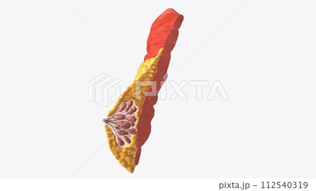 Breast Cross Section of Fat 112540319