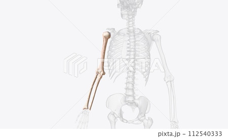 Bones of right arm and forearm 112540333