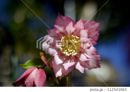 八重咲のクリスマスローズ、春の光を受けて輝き出す 112541065