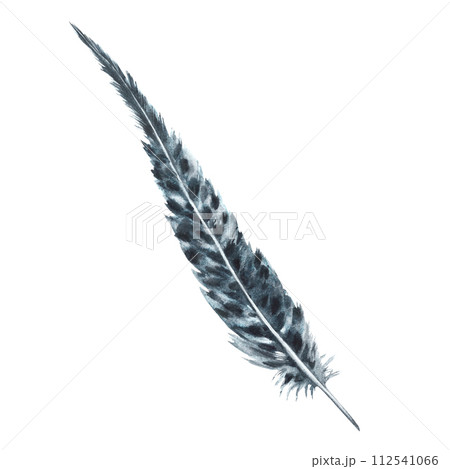 Watercolor monochrome bird feather gray black color with granulation of shades and natural ornaments. Real wings, quill. Hand drawn illustration. Clipart for logo, print. Isolated on white background 112541066