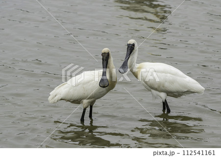 Bird Bird 112541161
