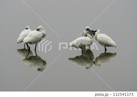 Bird Bird 112541173