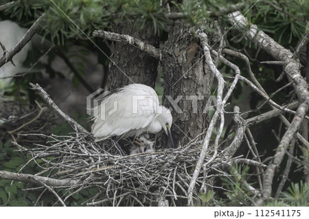 egretta 112541175