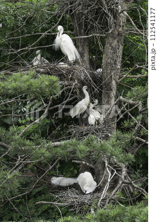 egretta 112541177