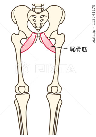 恥骨筋 112541179
