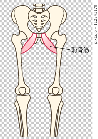 恥骨肌肉 恥骨肌肉 112541179