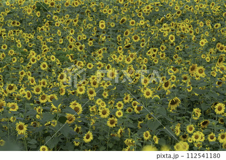 sunflower sunflower 112541180