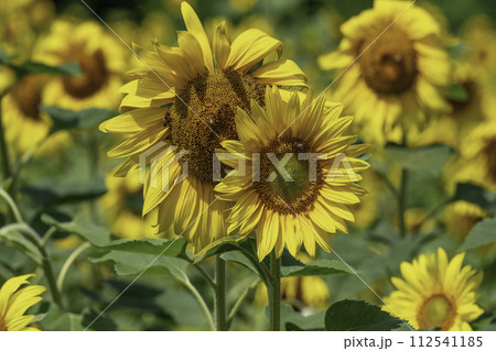 sunflower 112541185