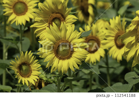 sunflower sunflower 112541188