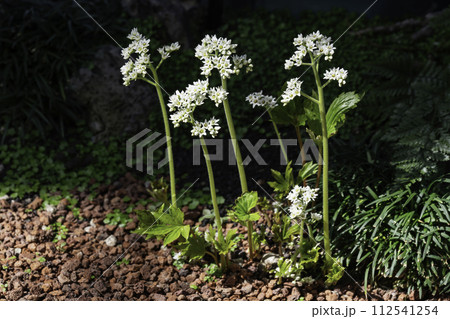 flower flower 112541254