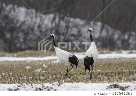 crane 112541268