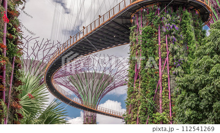 Futuristic view of amazing supertrees at Garden by the Bay timelapse in Singapore. 112541269