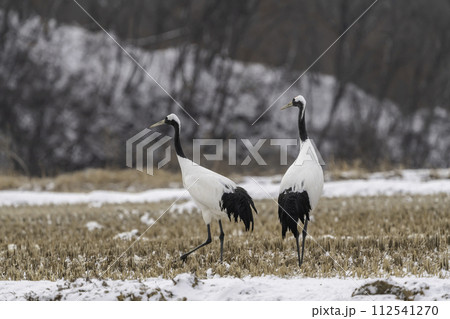 crane 112541270