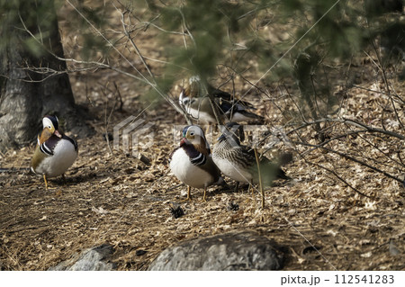 mandarin duck 112541283