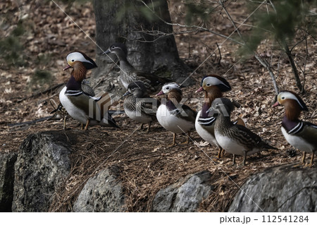 mandarin duck 112541284