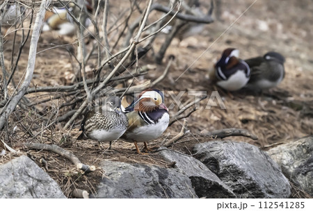 mandarin duck mandarin duck 112541285