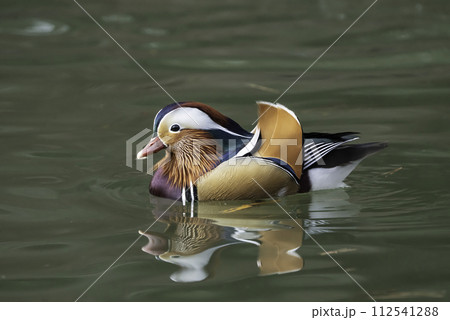 mandarin duck mandarin duck 112541288
