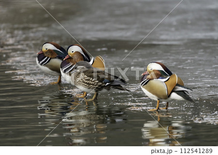 mandarin duck mandarin duck 112541289