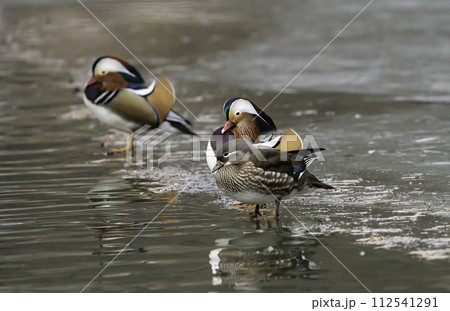 mandarin duck mandarin duck 112541291