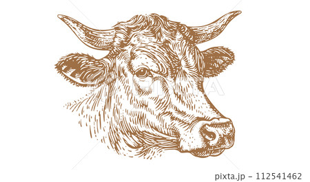 Cow, bull, beef. Vintage retro print 112541462