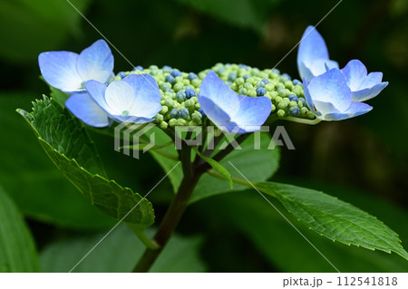 咲き始めのガクアジサイの花 咲き始めのガクアジサイの花 112541818