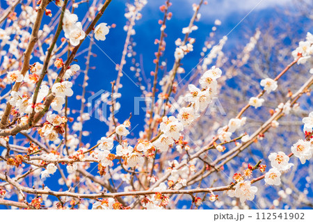 白梅の花 青空バック 白梅の花 青空バック 112541902