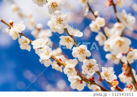 白梅の花 青空バック 白梅の花 青空バック 112541911
