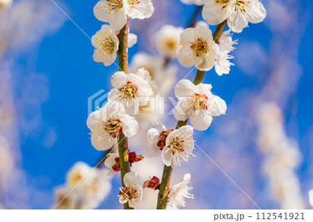 白梅の花　青空バック 112541921