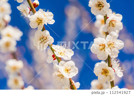 白梅の花 青空バック 白梅の花 青空バック 112541927