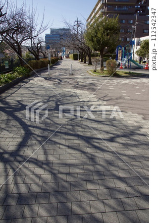 鎌倉市岩瀬　砂押川プロムナードの春　玉縄桜 112542347