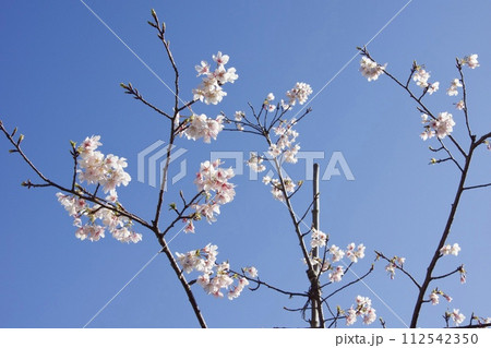 鎌倉市岩瀬 砂押川プロムナードの春 玉縄桜 鎌倉市岩瀬 砂押川プロムナードの春 玉縄桜 112542350