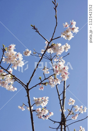 鎌倉市岩瀬 砂押川プロムナードの春 玉縄桜 鎌倉市岩瀬 砂押川プロムナードの春 玉縄桜 112542352