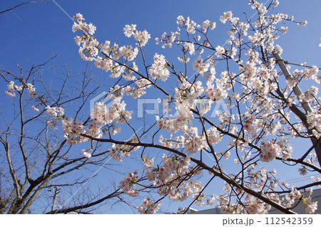 鎌倉市岩瀬　砂押川プロムナードの春　玉縄桜 112542359